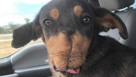 erección de perro sangre viva