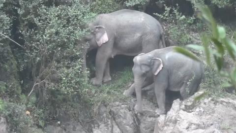 dolor perineal cuidador del zoológico
